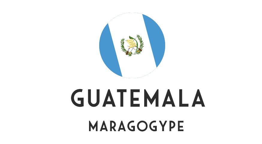 Guatemala Maragogype - ongebrand - 1 kg