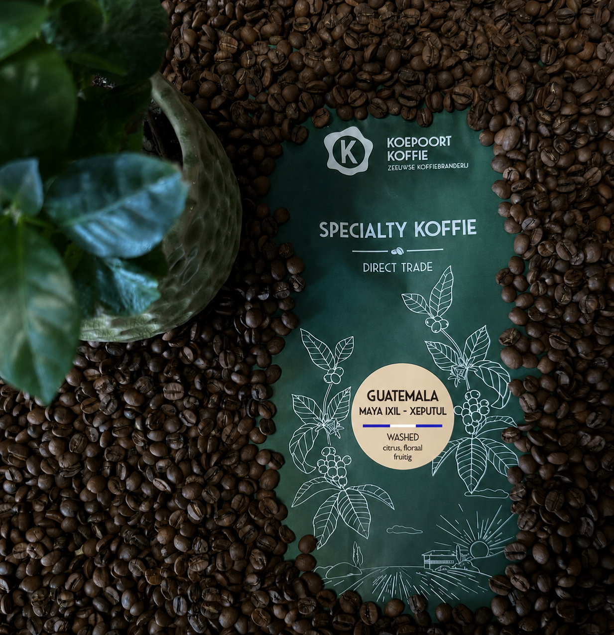 Guatemala Maya Ixil Xeputul washed Direct Trade vers gebrand 1000 gram