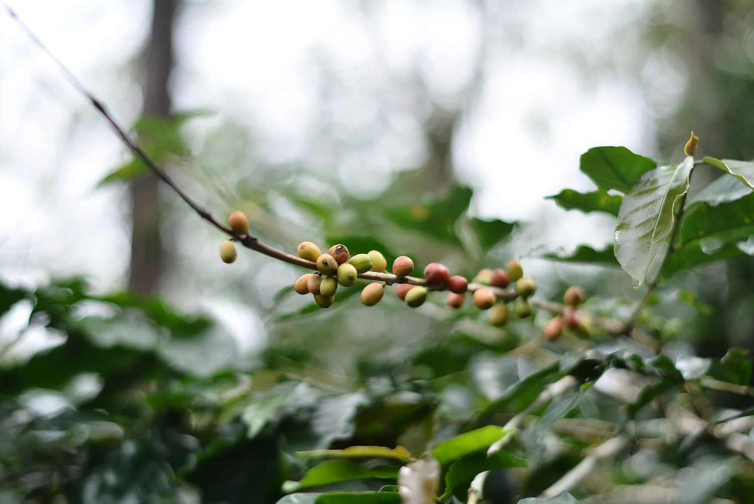 Indonesië Ontosoroh Coffee - Flores Rende Nao - wet-hulled arabica - Direct Trade - ongebrand - 1 kg