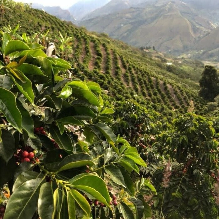 Venezuela Trujillo Lavado Bueno Arabica – Green Coffee Beans – 1 kg