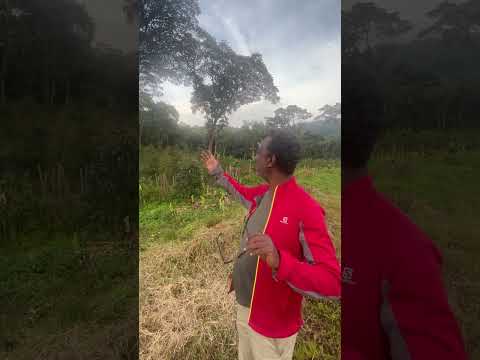 Ethiopië Sheka forrest reserve - Direct trade - ongebrand - 1 kg 